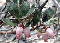Kinnikinnik (Bearberry) Flowers