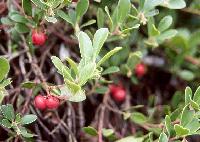 Bearberry (Kinnikinnik) Berries