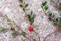 Bear Berry vine by beach