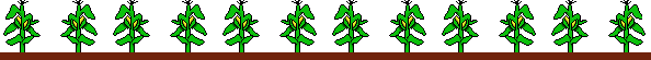 Let us grow corn together :o)